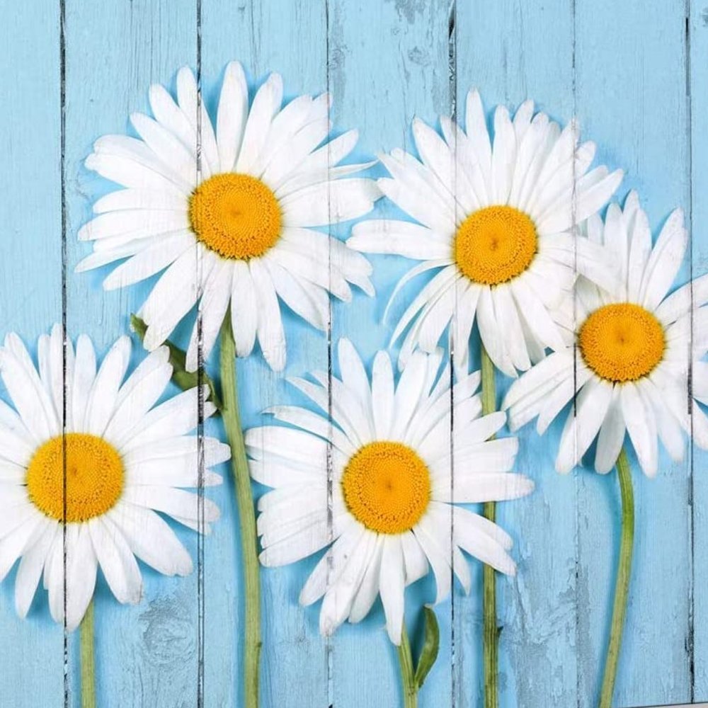 Meet your Posher, Johannah